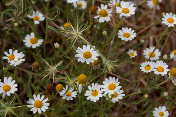 Obraz premium white daisies in a field