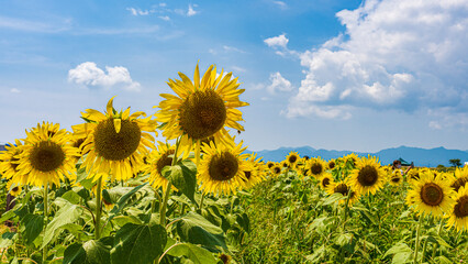 向日葵畑　テクスチャ　夏の空