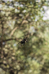 Macro shot of European garden spider