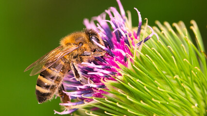 Makro Nahaufnahme einer Honigbiene beim sammeln von Nektar Blütenstaub auf einer Klettpflanze 