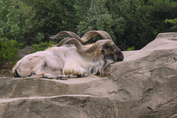 Obraz premium Markhor Sleeping