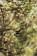 Macro shot of European garden spider