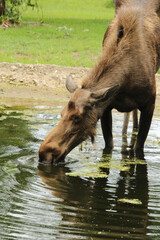 Moose Getting a Drink