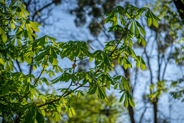 The Sweet chestnut Castanea sativa tree seen upwards