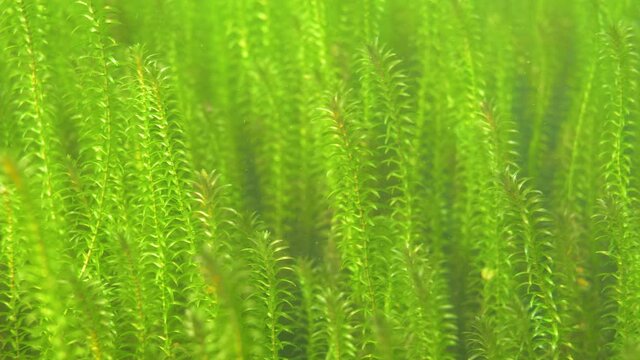 Dense Vegetation Of Canadian Waterweed Sprouts Underwater