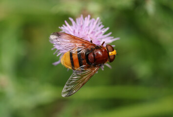 A Hornet Mimic Hoverfly, Volucella zonaria, pollinating a thistle flower growing in a meadow.