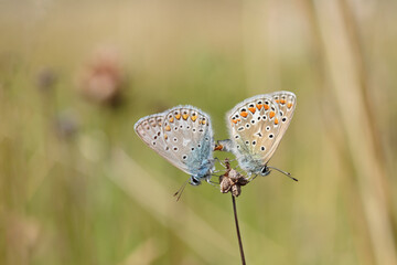 Pairing of common blue butterflies (Polyommatus icarus). 