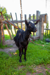 A black goat behind a wooden fence in the village poses for the camera. Breeding of domestic animals and cattle.