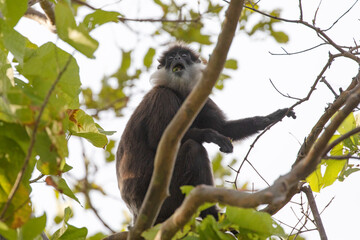 A Grey Langur monkey spotted resting on the branches of a tree.
