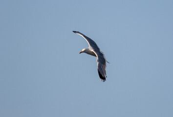 seagull in flight searching for fish