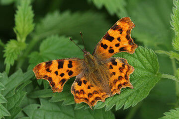 A pretty Comma Butterfly, Polygonia c-album, resting on a stinging nettle plant.