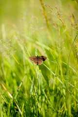 brown butterfly on the grass vertical