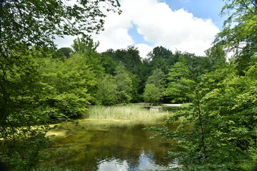 Fototapeta na wymiar Végétation sauvage en été aux étangs des Enfants Noyés à Watermael-Boitsfort 
