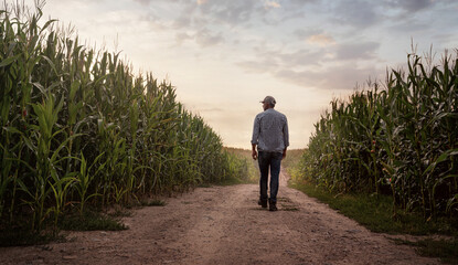 Farmer checking the quality of his corn field at the sunset with copy space - 448260616