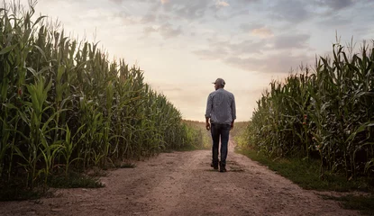 Tuinposter Farmer checking the quality of his corn field at the sunset with copy space © rangizzz