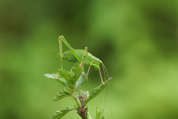 A Speckled Bush-cricket, Leptophyes punctatissima, standing on the top of a plant.