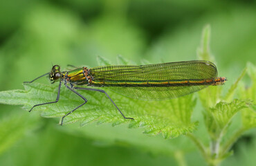 A female Banded Demoiselle, Calopteryx splendens, perching on a stinging nettle leaf.