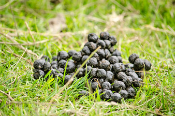 Pile of black sheep droppings in low grass