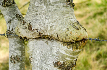 trunk of a young birch tree growing around the barbed wire of a fence
