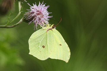 A Brimstone Butterfly, Gonepteryx rhamni, pollinating a Thistle flower growing in a meadow.