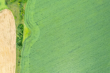 Field of a unripe sunflowers. Perpendicular view from drone.