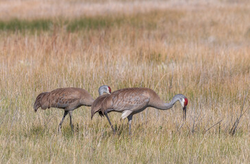 Obraz na płótnie Canvas Pair of Sandhill Cranes in Idaho in Summer