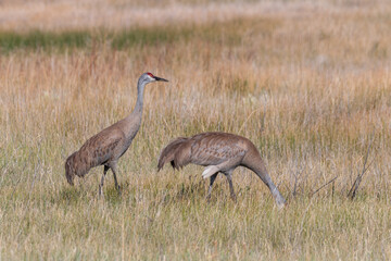 Obraz na płótnie Canvas Pair of Sandhill Cranes in Idaho in Summer