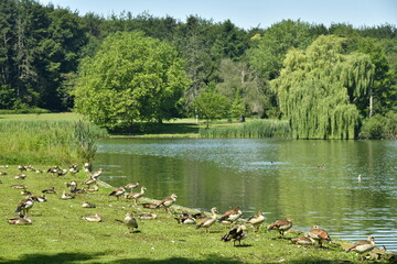 Troupeau de bernaches du Canada le long des berges du Grand Etang au parc de Tervuren à l'est de Bruxelles
