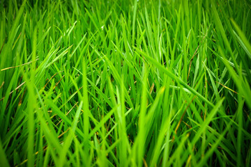 fresh green grass background in summer day.