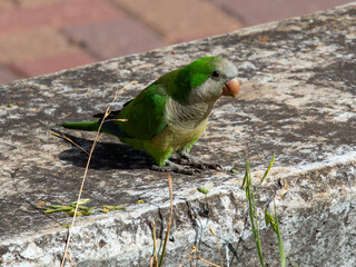 Monk parakeet in a bright day