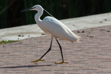 Little egret posing for portrait 