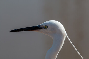 Little egret posing for portrait 