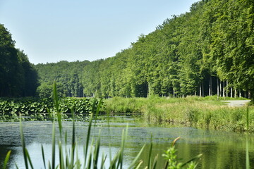 Les arbres majestueux en rangées se reflétant dans les étangs longs et étroits au parc de Tervuren à l'est de Bruxelles