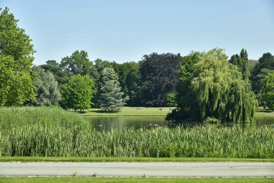 La for&ecirc;t de roseaux et d'autres plantes aquatiques le long des berges du Grand Etang au parc de Tervuren &agrave; l'est de Bruxelles