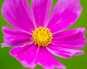 Fototapeta premium Garden Cosmos Flower
