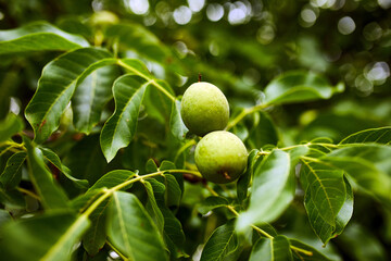 Walnuts ready to harvest from tree, Green leaves background, close up, Concept of growing