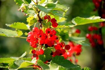 Obraz premium Branch of red currant in the garden.close-up of a red currant