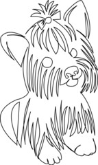 dog yorkshire terrier