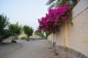 Fototapeta na wymiar street in the town pink flower on house wall, nature floral landscape 