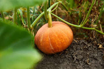 A pumpkin in a farmer's patch waiting to harvest, Ripe, Organic pumpkins in the garden, autumn...