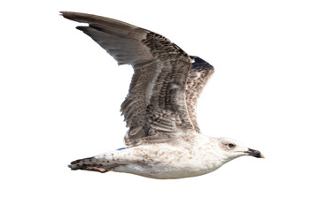 Juvenile specimen of Yellow-legged gull (Larus michahellis) in flight