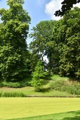 Fototapeta na wymiar Végétation luxuriante en été dominant un étang couvert de mousse verte au parc des Trois fontaines à Vilvoorde 