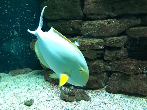 fish in aquarium