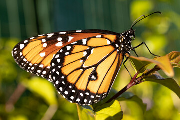 butterfly on a flower