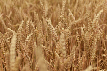 Spikelet of wheat growing on the field