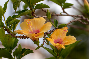 beautiful hibiscus yellow flower