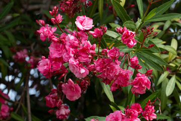 Oleander Flowers (Nerium oleander)