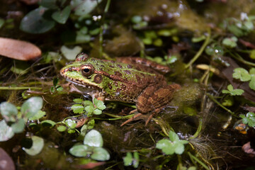 Edible Frog (Pelophylax esculentus)