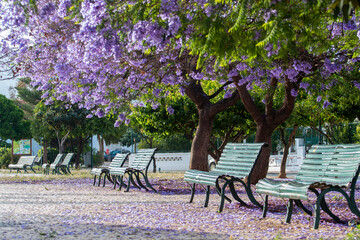 Jacaranda mimosifolia sub-tropical tree