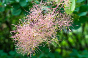 Flower, nature, plant